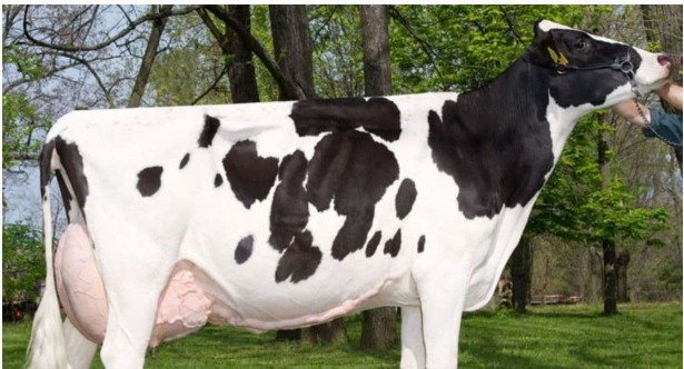 Holstein Friesian cattle genomics