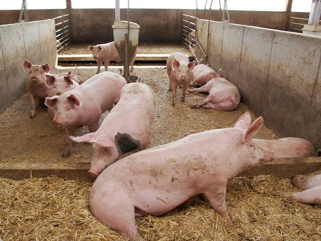 Pig genomics